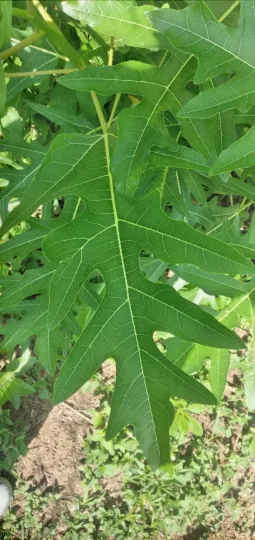 Oak-leaved papaya