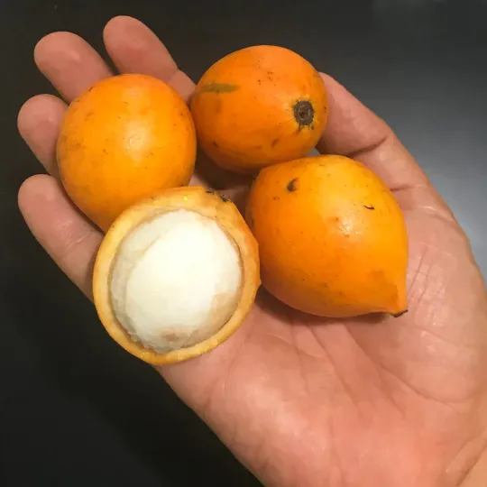 Garcinia brasiliensis