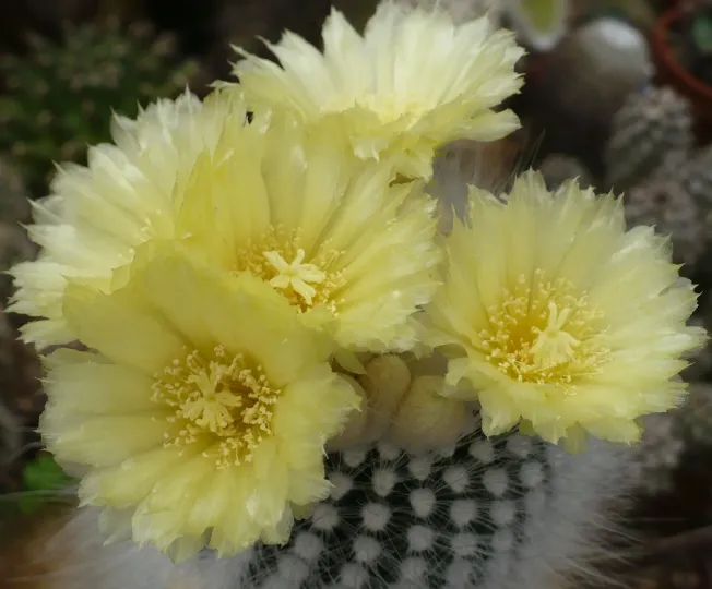 Notocactus rudibuenekeri