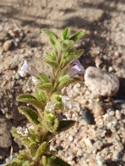 Anticharis glandulosa