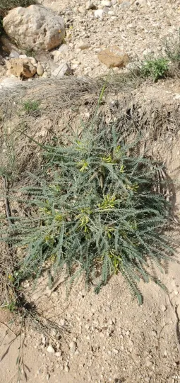 Astragalus dactylocarpus