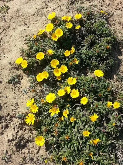Pallenis hierochuntica