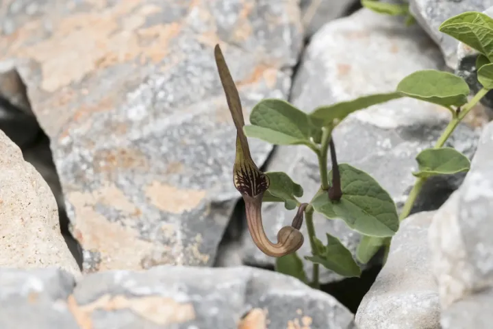Small-leaved birthwort