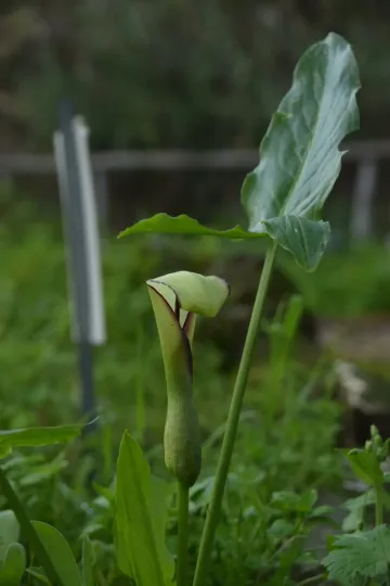 Arum hygrophilum