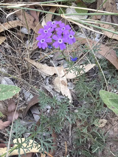 Glandularia aristigera