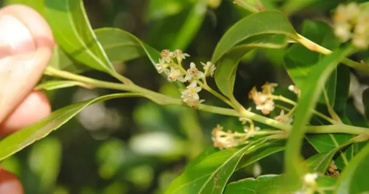 Ocotea pulchella