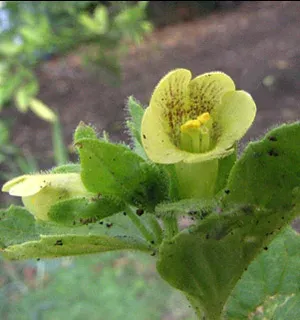Scrophularia galilaea