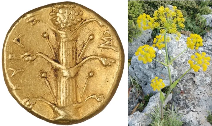 Ferula orientalis