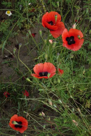 Sand poppy