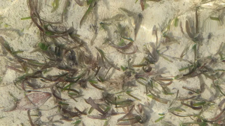 Cymodocea rotundata