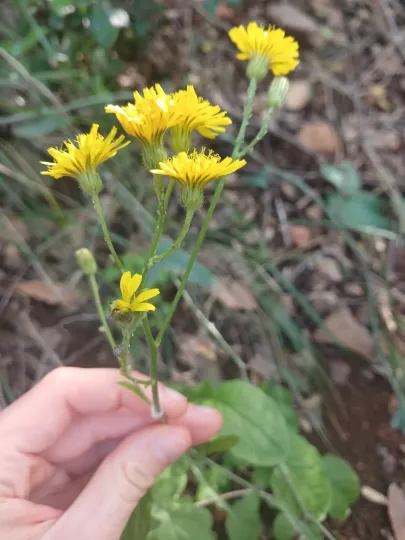 Jerusalem hawksbeard