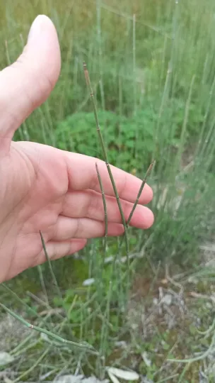 Ephedra podostylax