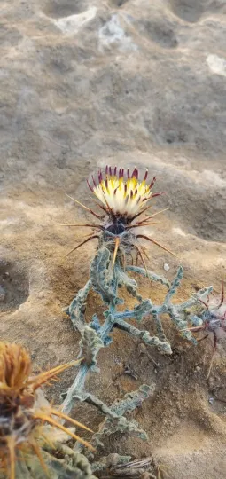 Egyptian knapweed