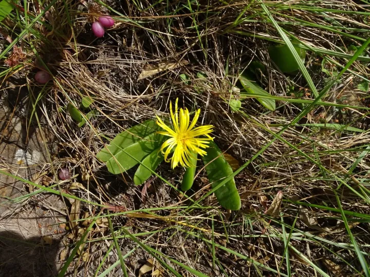 Glottiphyllum longum