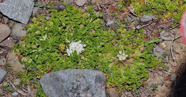 Daucus glaber