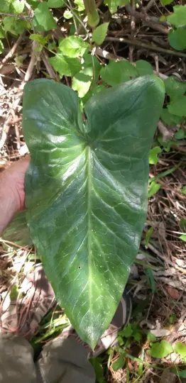 Arum apulum