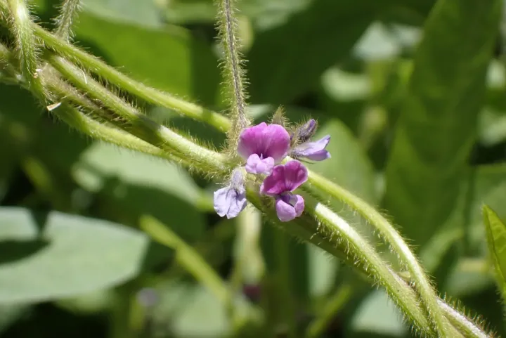 Soybean