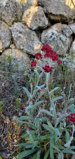 Red everlasting