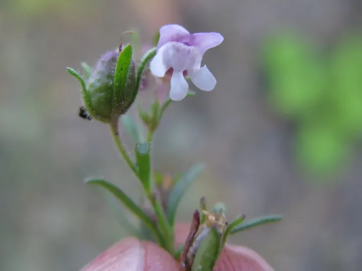 Chaenorhinum calycinum