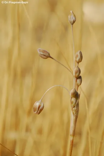 Цибуля Коллмана