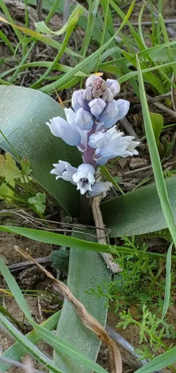 Bellevalia desertorum