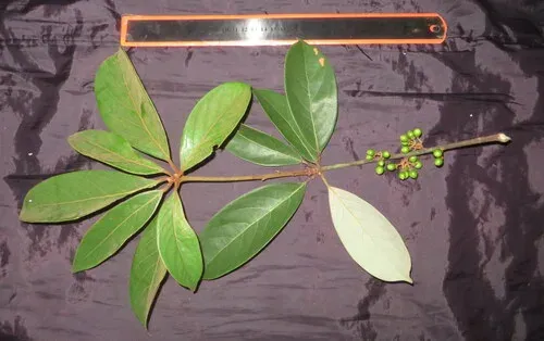 Actinodaphne glomerata