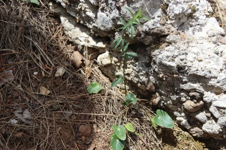 Sickle-leaved eryngo