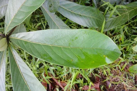 Actinodaphne macrophylla