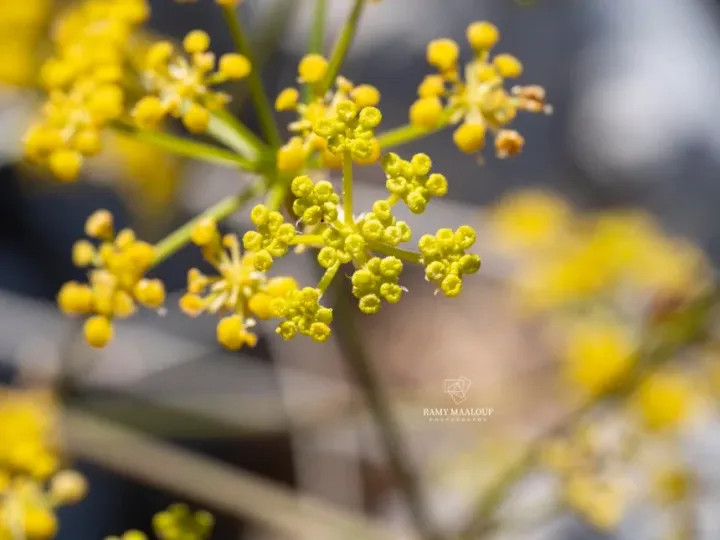 Ферулаго сирійська