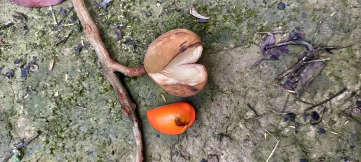 Аглая замечательная