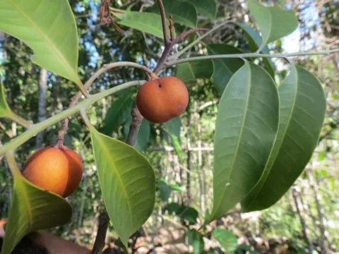 Аглая лесная