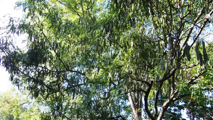 Albizia lebbekoides