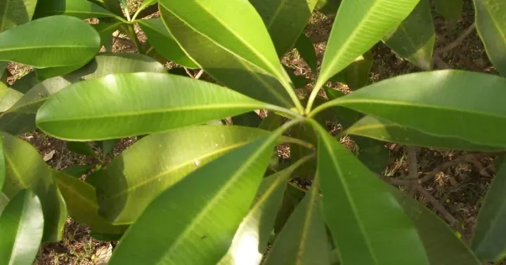 Alstonia spectabilis