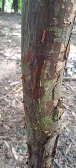 Amburana acreana
