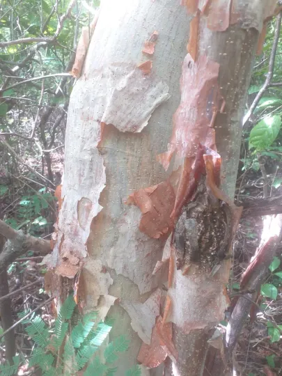 Amburana cearensis