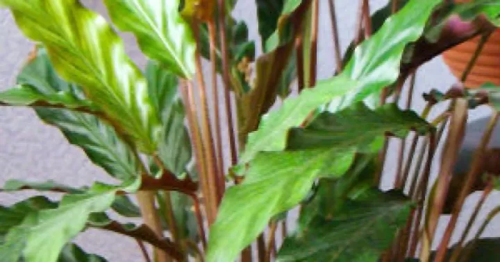 Goeppertia rufibarba