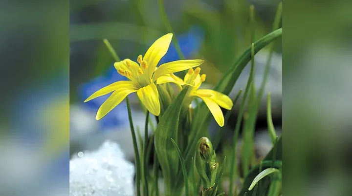 Гусиный лук мелкоцветковый