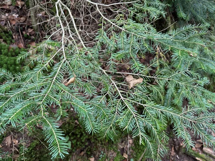 Veitch fir