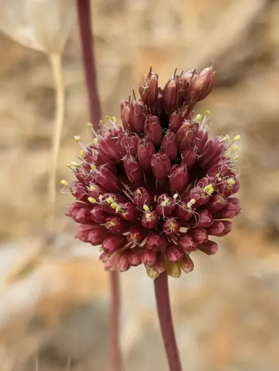 Amethyst garlic