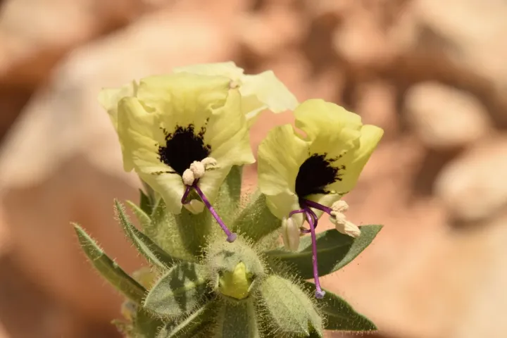 Desert henbane