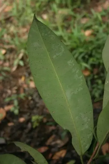 Aspidosperma album