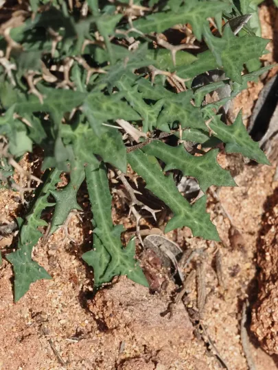Launaea cervicornis