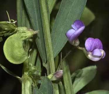 Lentil-like vetch