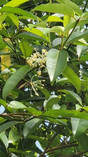 Calophyllum soulattri