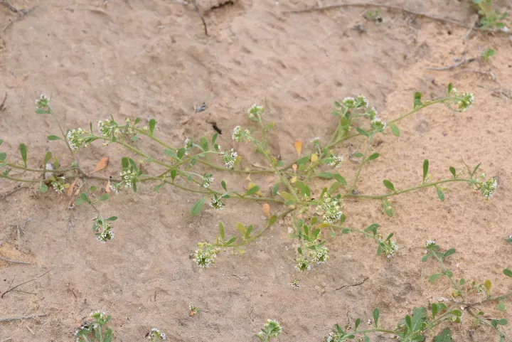 Lobularia arabica