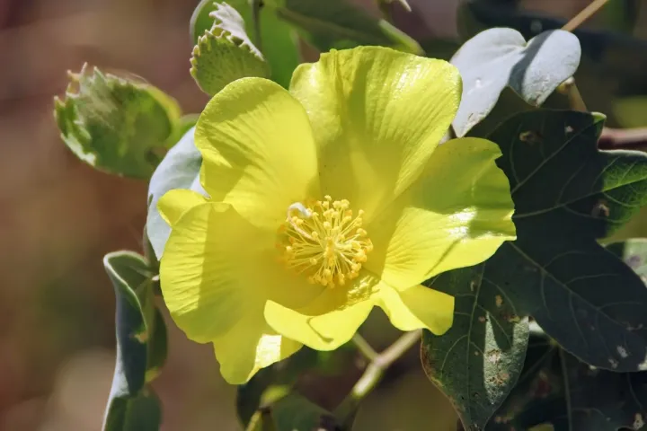 Gossypium tomentosum Nutt. ex Seem.
