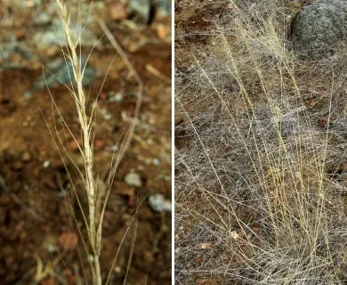 Elysitanion hansenii