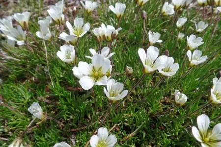Minuartia formosa