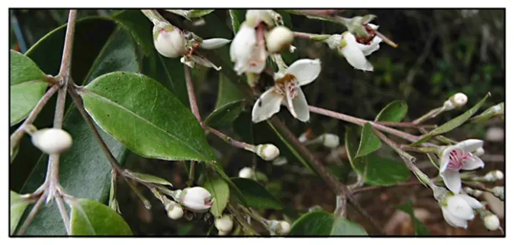 Decaspermum fruticosum