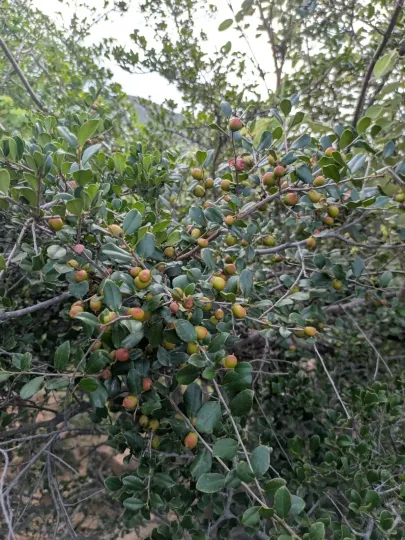 Diospyros ferrea